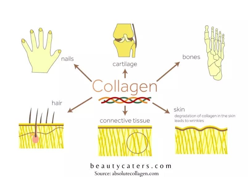 what does collagen do inside our body - presence of collagen